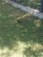 Sturnus vulgaris