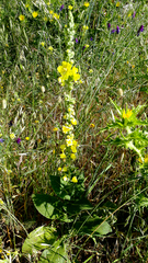 Verbascum simplex