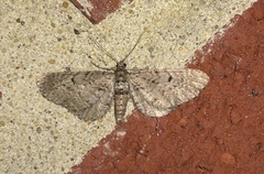 Eupithecia intricata