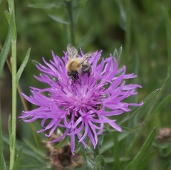 Bombus pascuorum
