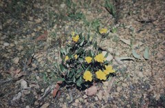 Hibbertia montana