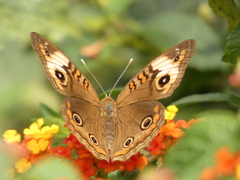 Junonia genoveva genoveva