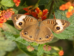 Junonia genoveva genoveva