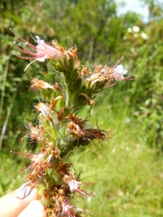 Echium flavum