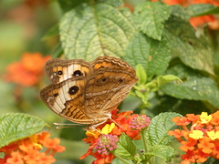 Junonia genoveva genoveva