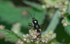 Grypocoris stysi