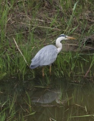 Ardea cinerea