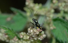 Grypocoris stysi