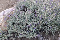 Penstemon californicus
