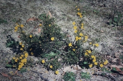 Hibbertia hypericoides