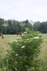 Sambucus nigra