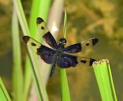 Rhyothemis regia