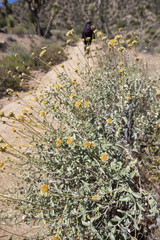 Encelia actoni
