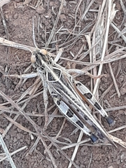 Dociostaurus maroccanus