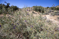 Psorothamnus arborescens