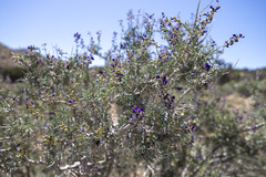 Psorothamnus arborescens