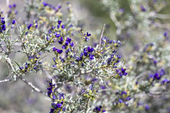 Psorothamnus arborescens