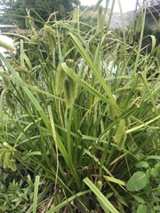 Carex comosa