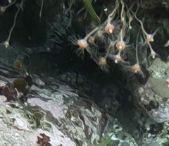Ectopleura crocea