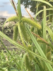 Carex comosa