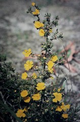 Hibbertia hypericoides
