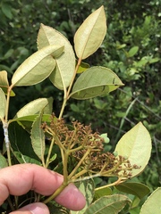 Viburnum nitidum
