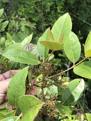 Viburnum nitidum