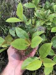Viburnum nitidum
