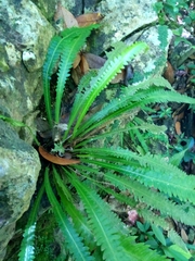 Goniopteris scolopendrioides