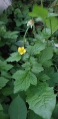 Geum