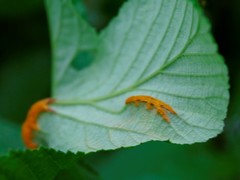 Triphragmium ulmariae