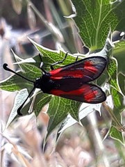 Zygaena sarpedon