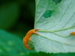 Triphragmium ulmariae