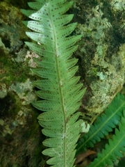 Goniopteris scolopendrioides