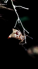 Micrathena plana