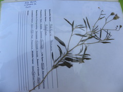 Palafoxia sphacelata