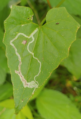 Liriomyza carphephori