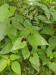 Liriomyza carphephori