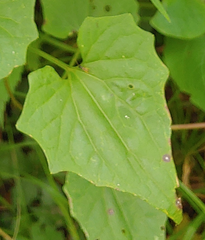 Liriomyza carphephori