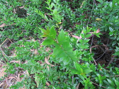 Myrtus communis tarentina