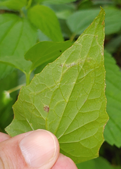 Liriomyza carphephori