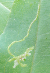 Calycomyza promissa