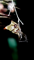 Micrathena plana