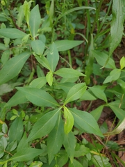 Calycomyza promissa