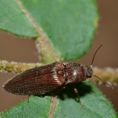 Dixicollis divaricatus