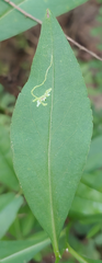 Calycomyza promissa