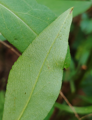 Calycomyza promissa