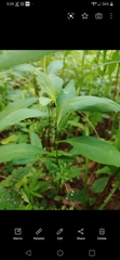 Calycomyza promissa
