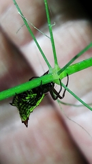 Micrathena plana