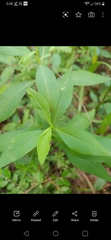 Calycomyza promissa